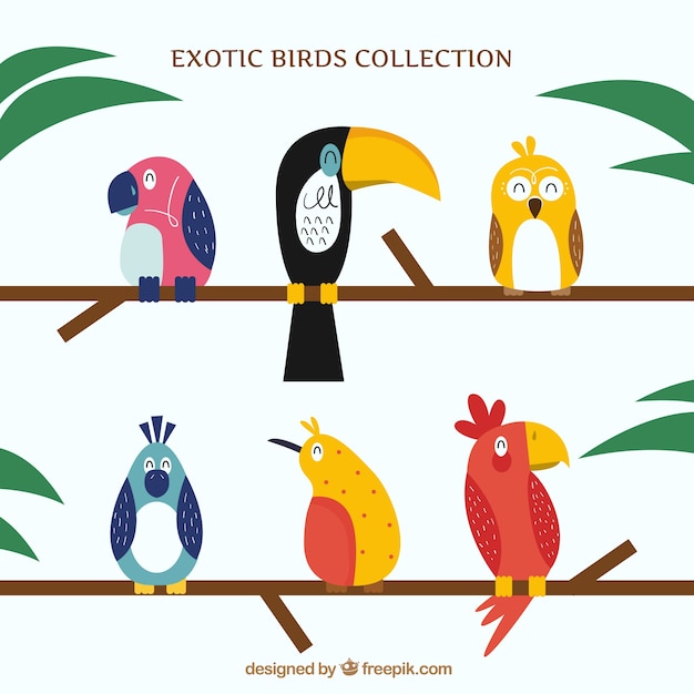 Free vector flat exotic bird collection