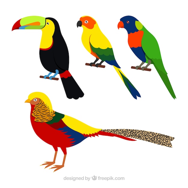 Free Vector flat exotic bird collection