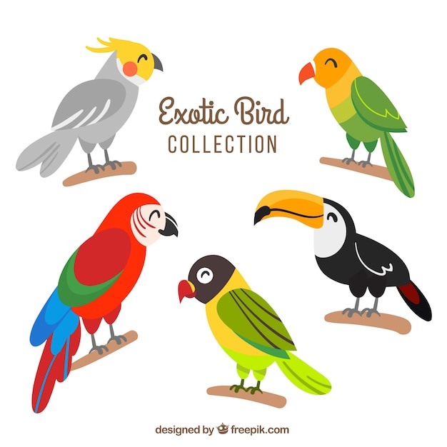 Flat exotic bird collection