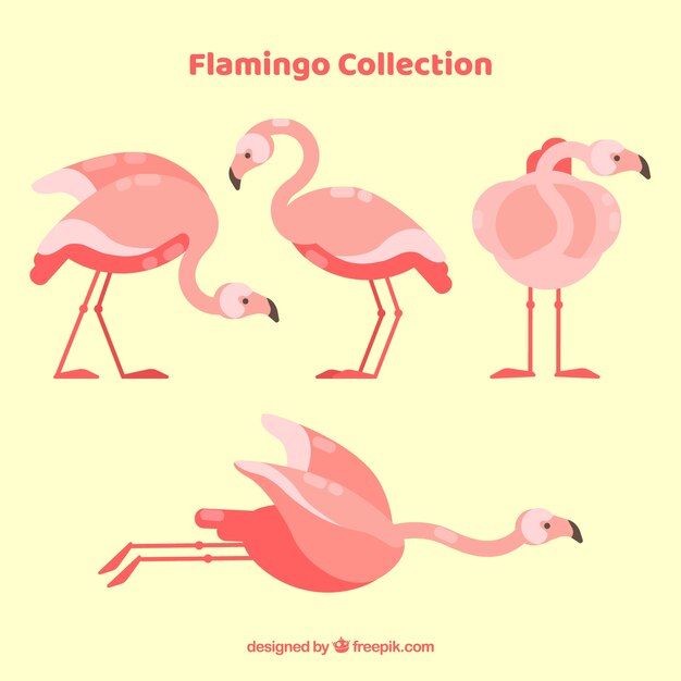 Flat flamingos collection in different poses