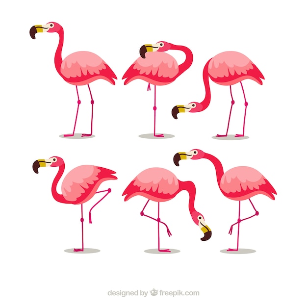 Free vector flat flamingos collection in different poses