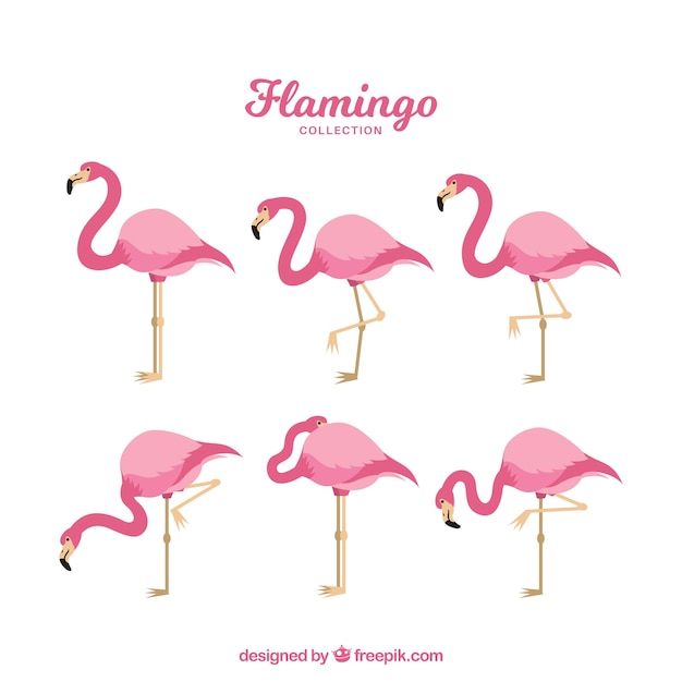 Flat flamingos collection in different poses