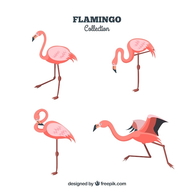 Flat flamingos collection in different poses