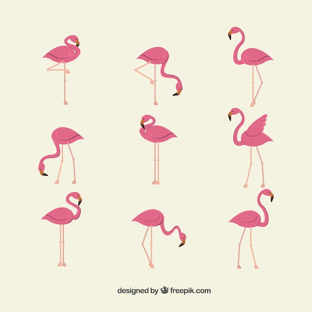 Free Vector flat flamingos collection in different poses