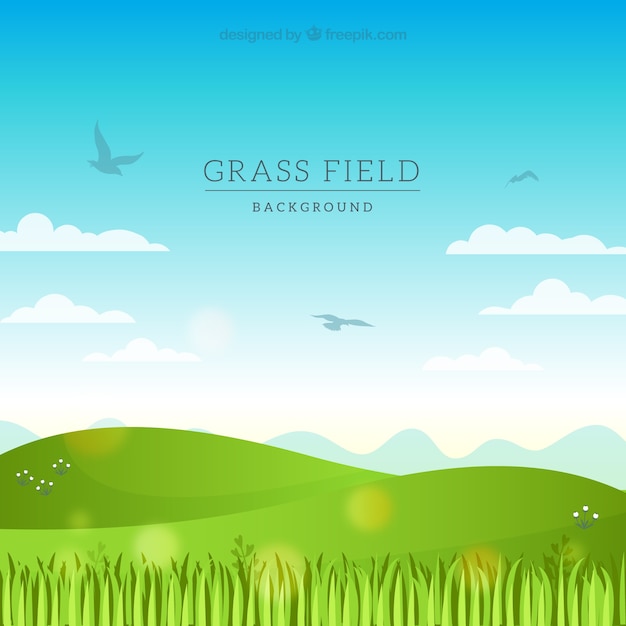 Flat grass field with birds