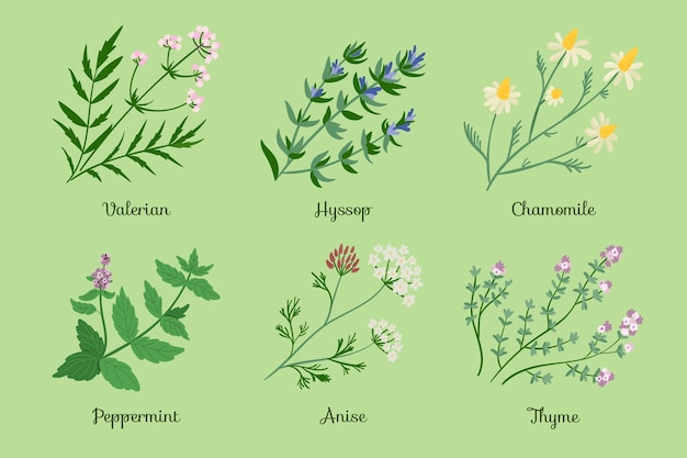 Flat-hand draw essential oil herb collection