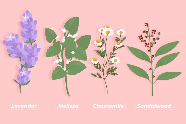 Free Vector flat-hand draw essential oil herb pack