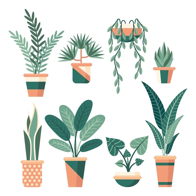 Flat houseplant collection