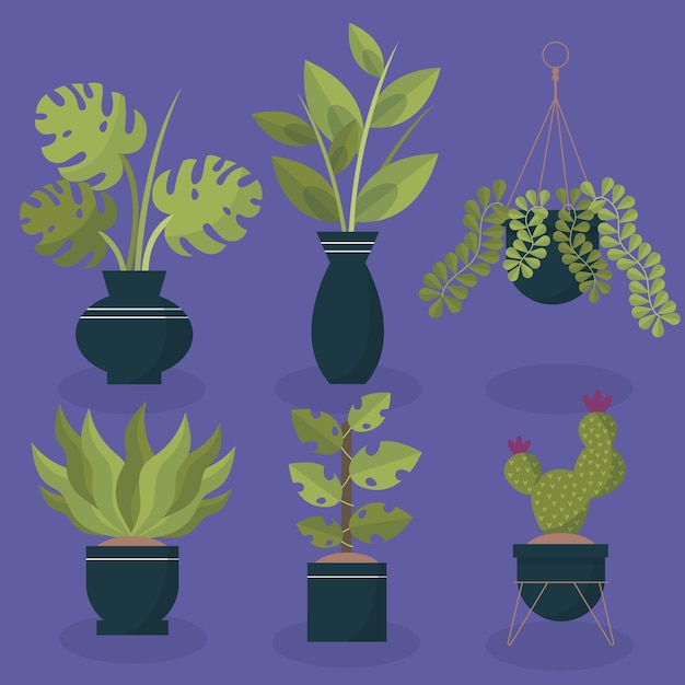 Flat houseplant collection