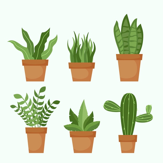 Flat houseplant collection