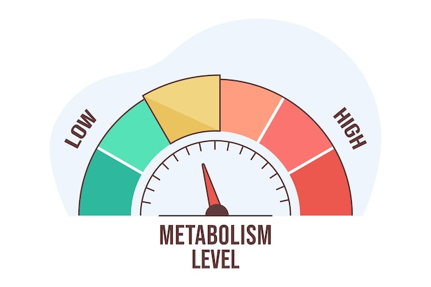 Free Vector flat infographic metabolism level scale with arrow and measurement value