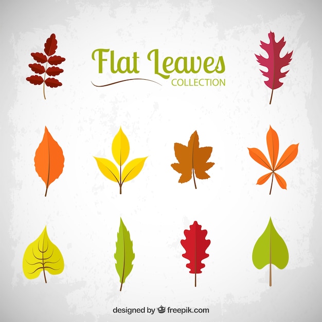 Free vector flat leaves collection