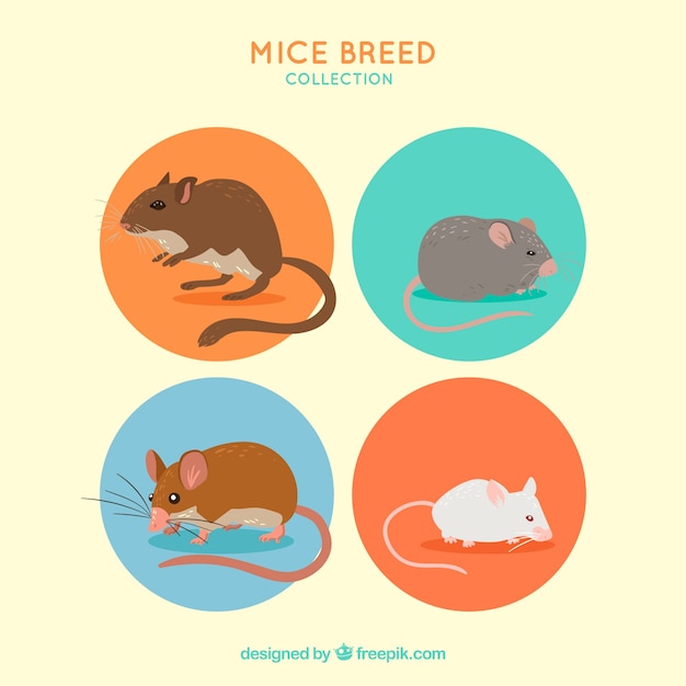 Free Vector flat mice breed collection