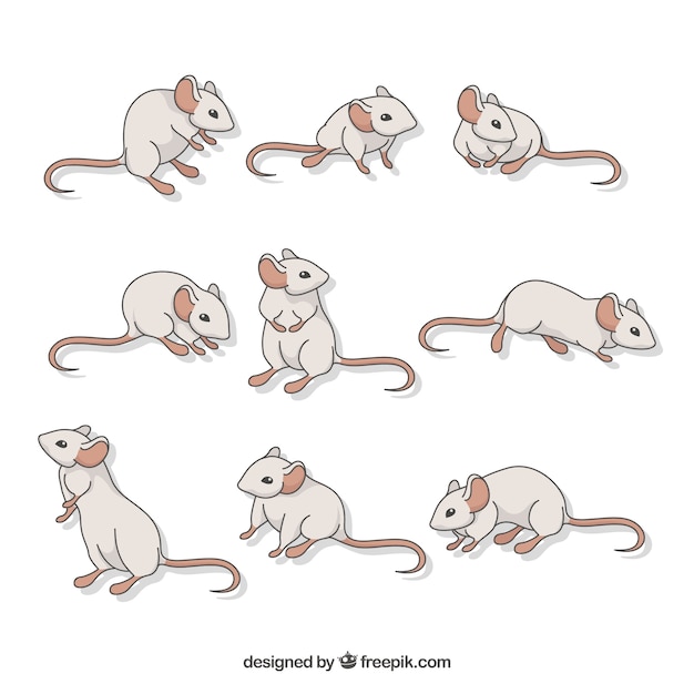 Free Vector flat mice collection with different poses