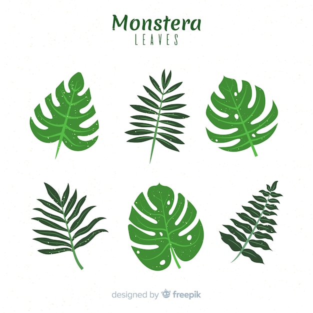 Flat monstera leaves set