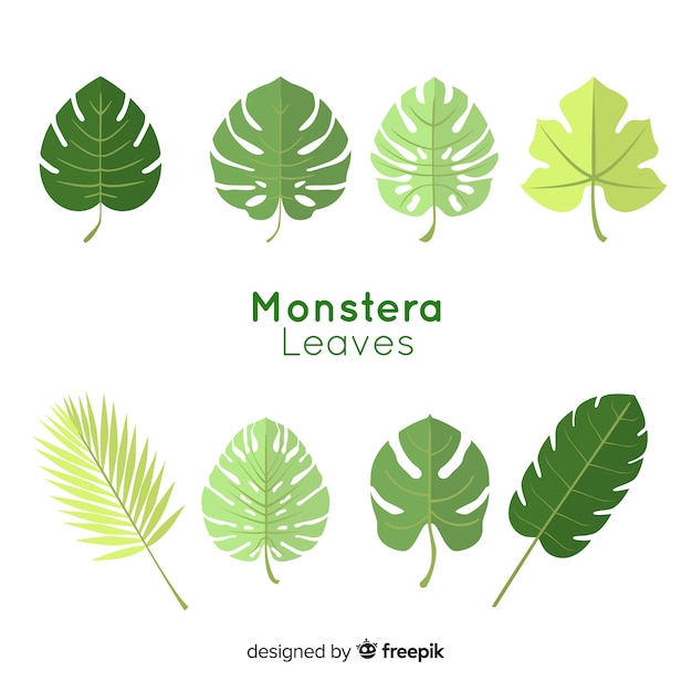 Flat monstera leaves