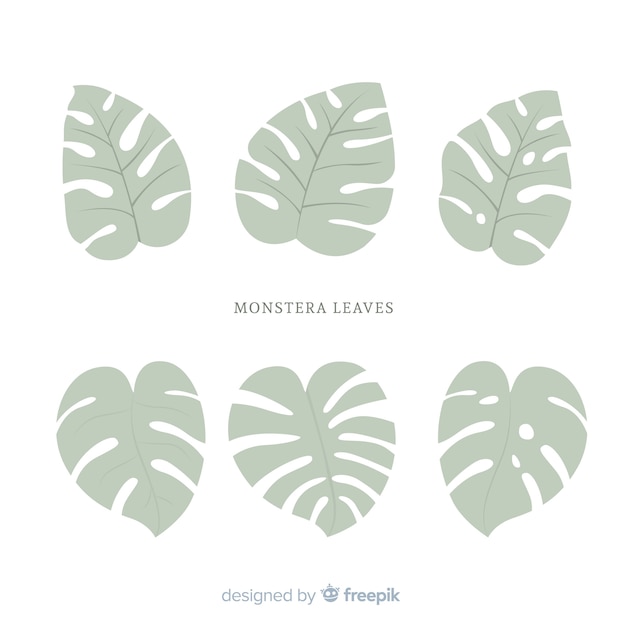 Flat monstera leaves