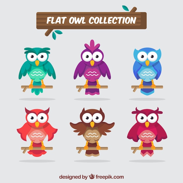 Flat owl collection