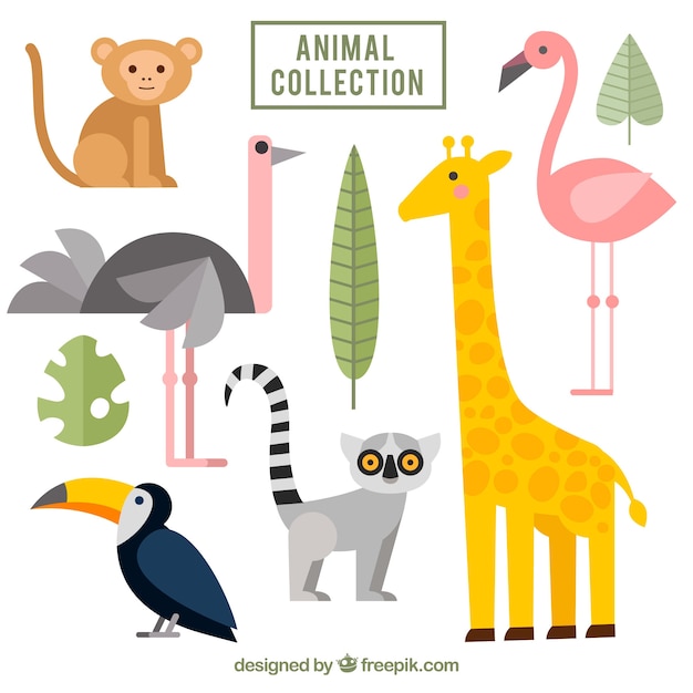 Flat pack of exotic animals