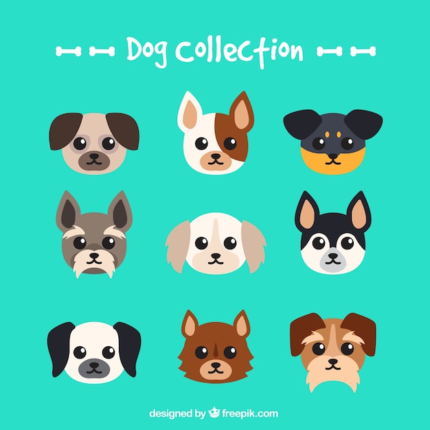 Flat selection of nine dogs of different breeds