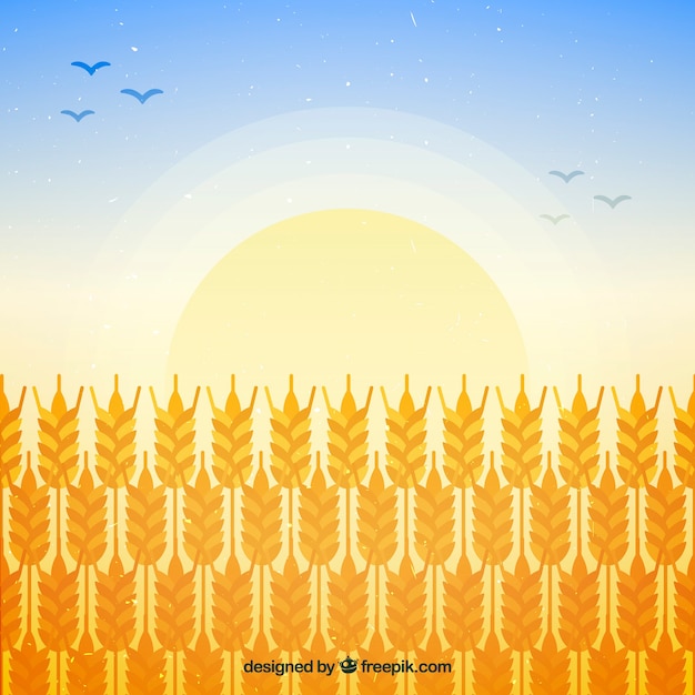 Flat wheat background