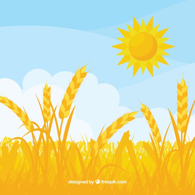 Flat wheat background