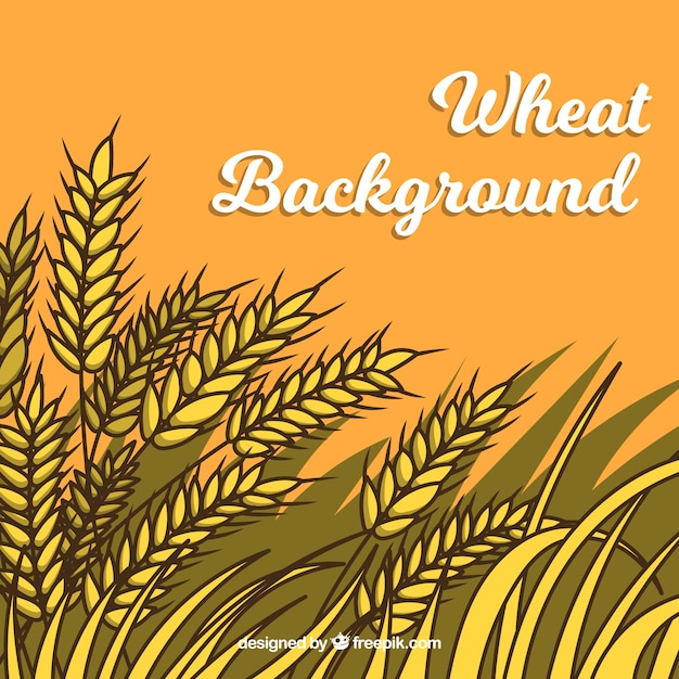 Flat wheat background