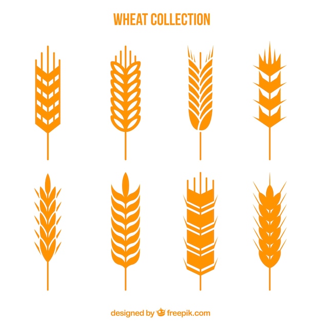 Free Vector flat wheat collection