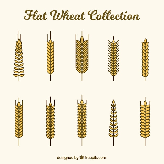 Free Vector flat wheat collection