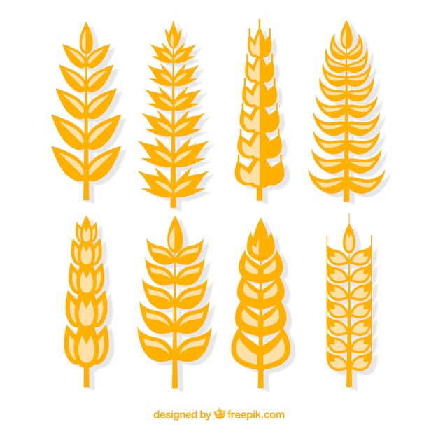 Free Vector flat wheat collection