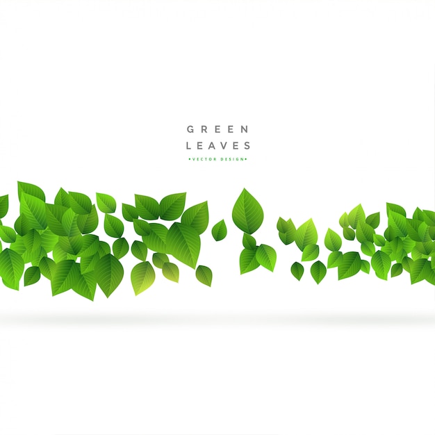 floating green leaves on white