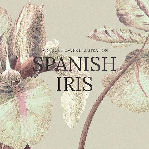 Free vector floral template  with spanish iris background, remixed from public domain artworks