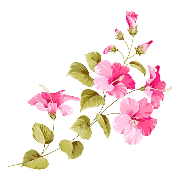 Free Vector flower hibiscus tropical plant.