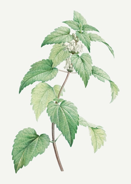 Flowering white dead-nettle plant