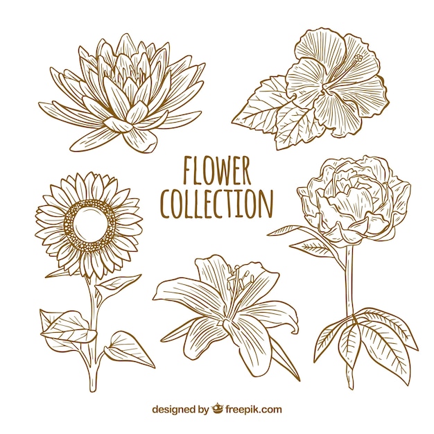 Flowers collection in hand drawn style