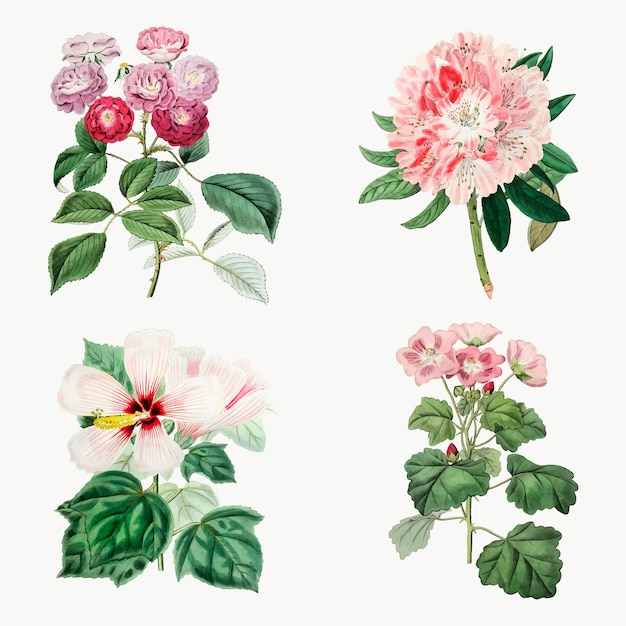 Free vector flowers hand drvector vintage botanical set