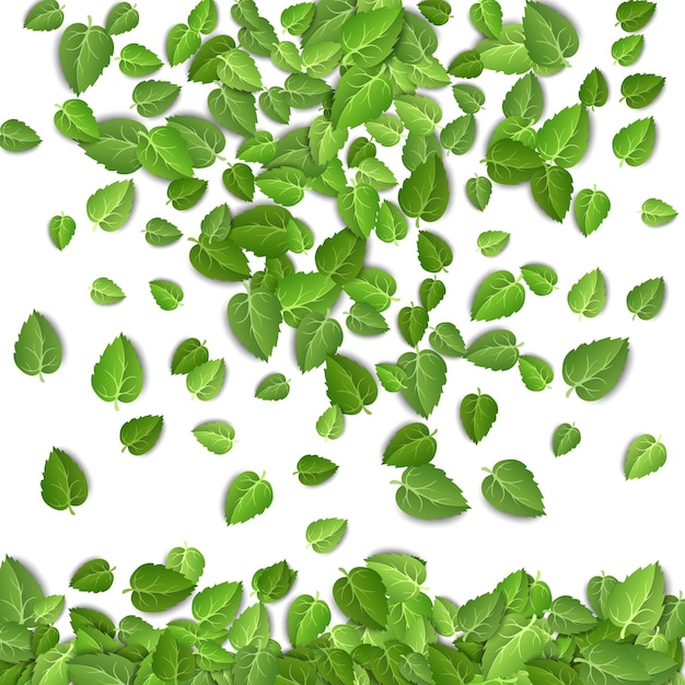 Flying green leaves on white background Spring leaf pattern on isolated backdrop leaves plant Vector