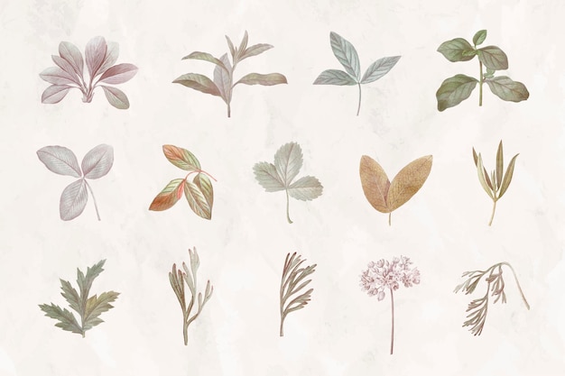 Foliage design elements set