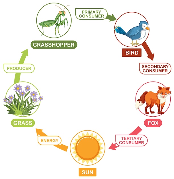 Food Chain Cycle Illustration