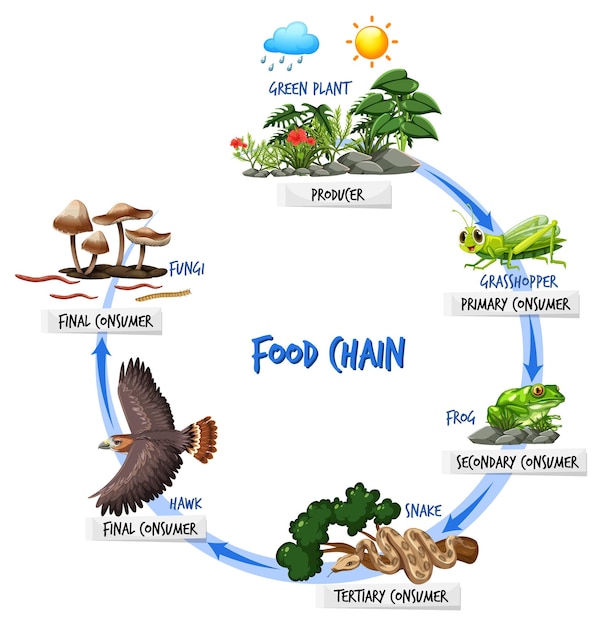 Food chain diagram concept