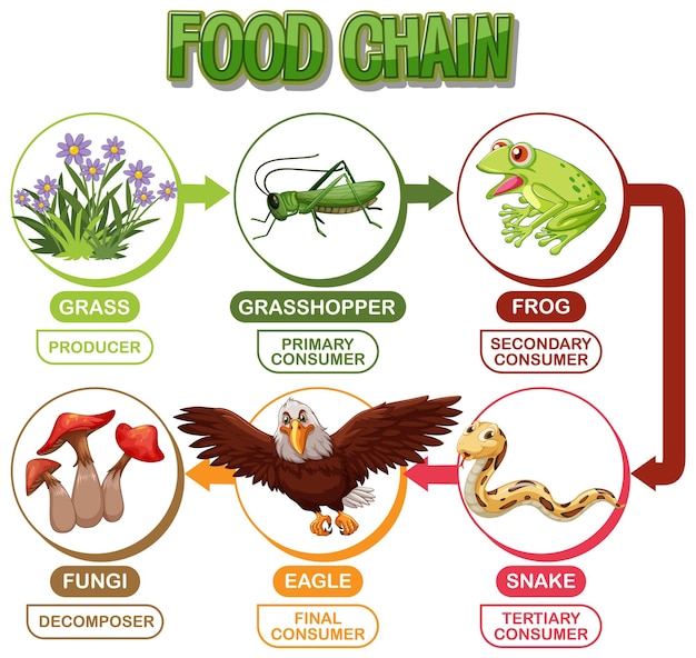 Free vector food chain illustration with animals