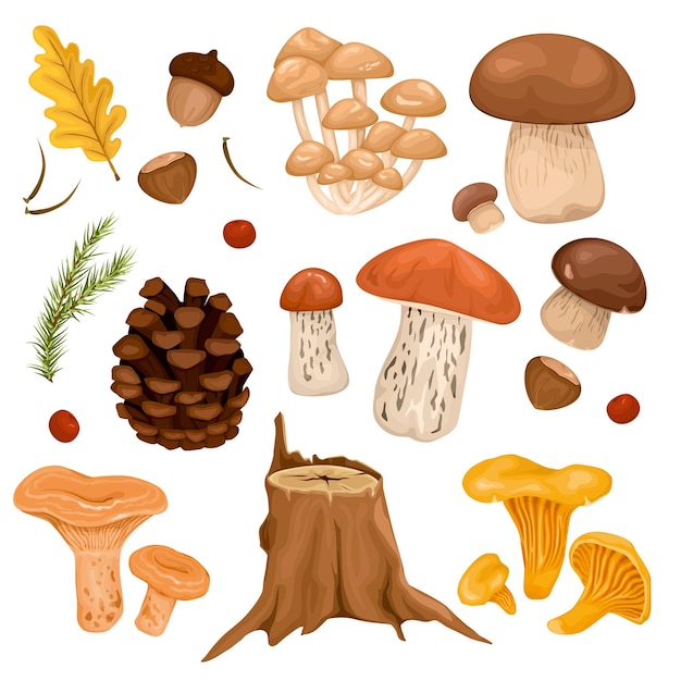 Free Vector forest mushrooms set