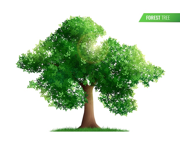 Free vector forest tree isolated