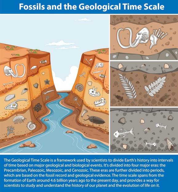 Free Vector fossils and the geological time scale