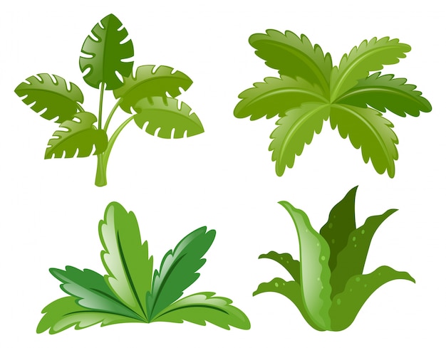 Free Vector four different kinds of plants