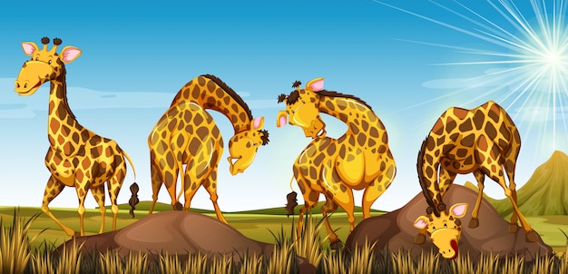 Free Vector four giraffes in the field