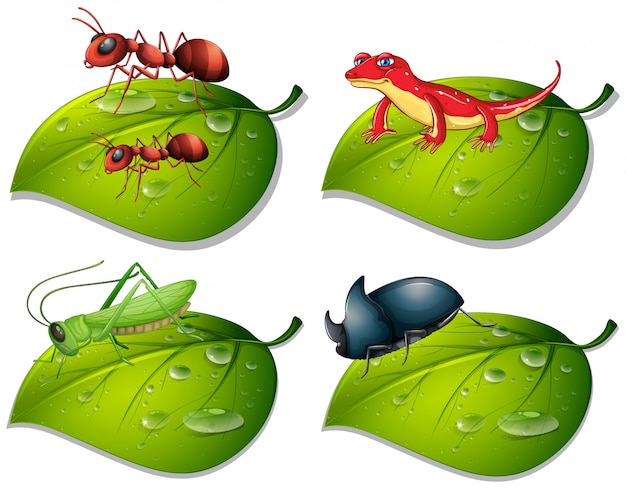 Free Vector four types of insects on green leaves