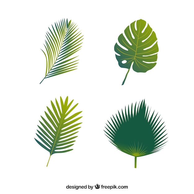 Free vector four types of palm leaves