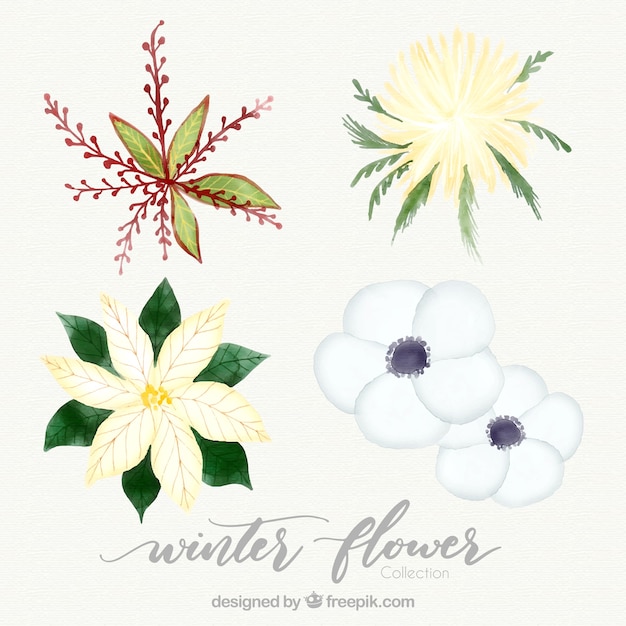 Free Vector four watercolour winter flowers