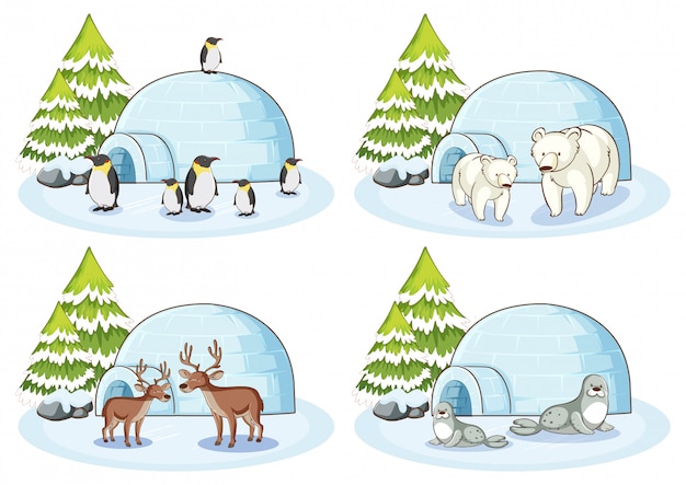 Free vector four winter scenes with different animals